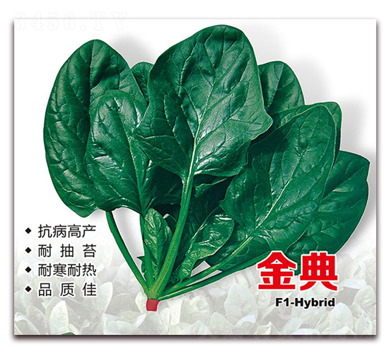 金典菠菜-菠菜種子-隆達