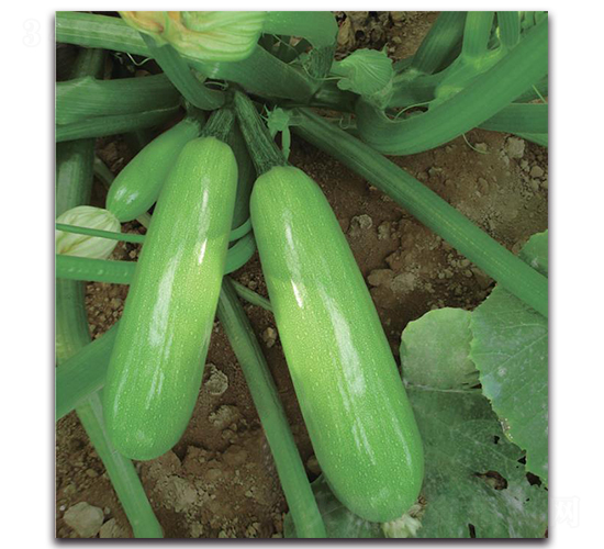 ��2̖-�����J�N��-�����o(j��)�N��