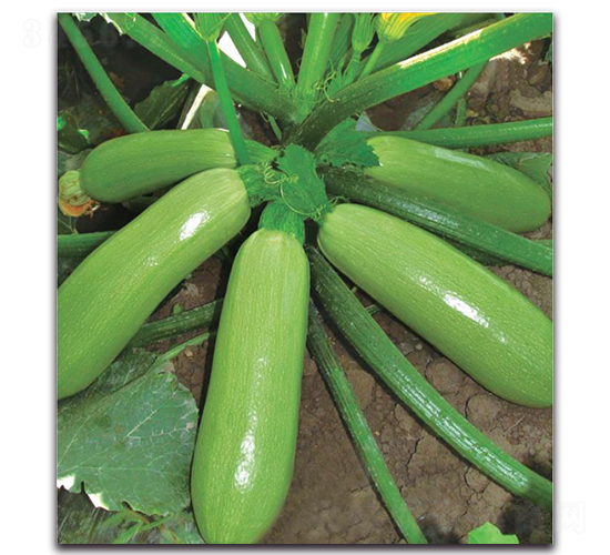 ��1̖(h��o)-�����J�N��-�����o(j��)�N��