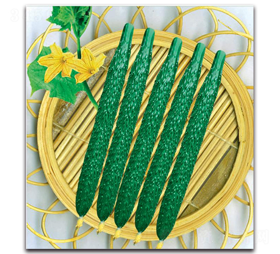 新津13號-黃瓜種子-新世紀種苗