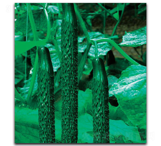 �½�11̖-�S�ϷN��-�����o(j��)�N��