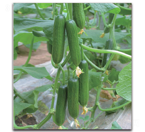 寶玉-黃瓜種子-新世紀種苗