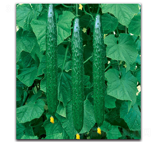S45-黃瓜種子-新世紀(jì)種苗