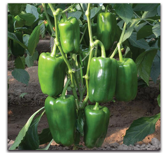 ̫�ս�2017-�����N��-�����o(j��)�N��