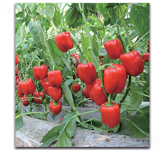 ���o��1463-�����N��-�����o�N��