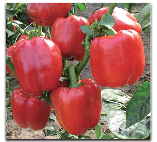 世紀(jì)星-辣椒種子-新世紀(jì)種苗