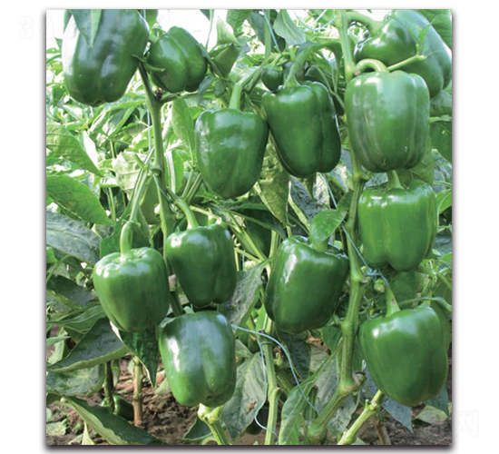 ���o(j��)�l(f��)-�����N��-�����o(j��)�N��