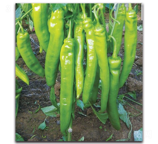 巴特爾6號-辣椒種子-新世紀(jì)種苗