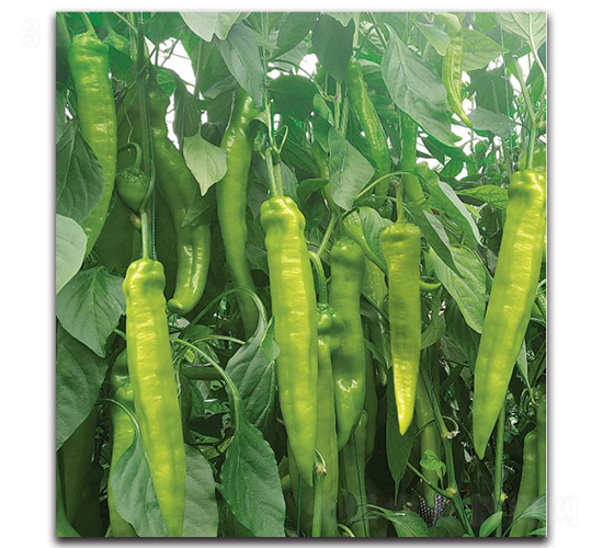 HP1728-辣椒種子-新世紀種苗