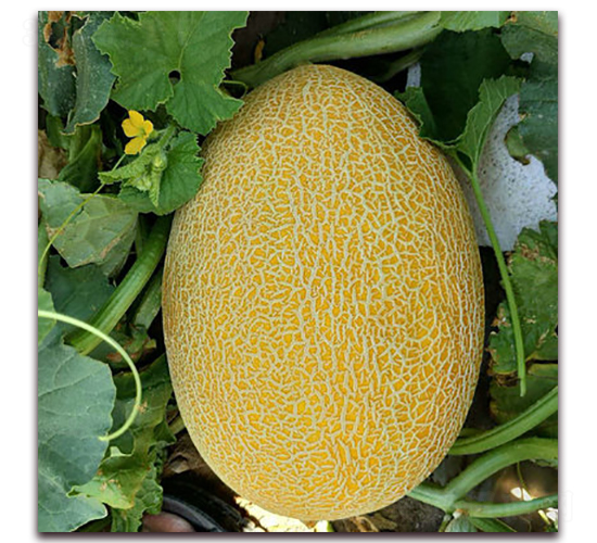 ����ʮ��̖-��ϷN��-�F(xi��n)���N�I(y��)