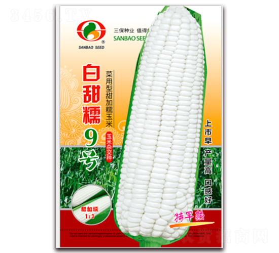 白甜糯9號(hào)-糯玉米種子-三保種業(yè)