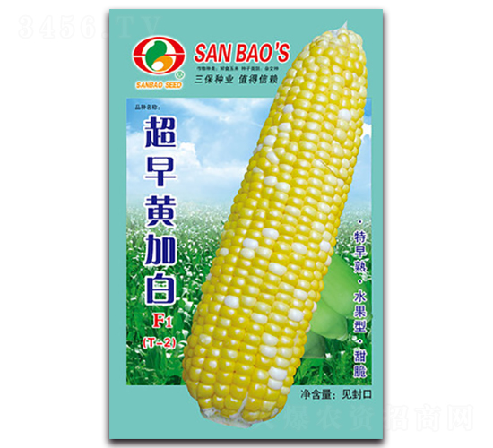 超早黃加白F1-甜玉米種子-三保種業(yè)