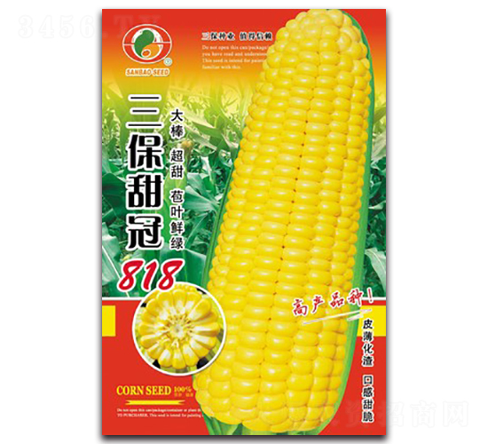 三保甜冠818-甜玉米種子-三保種業(yè)