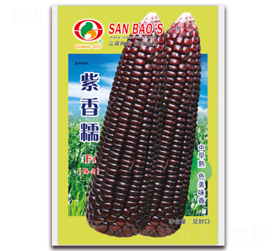 紫香糯F1-糯玉米種子-三保種業(yè)