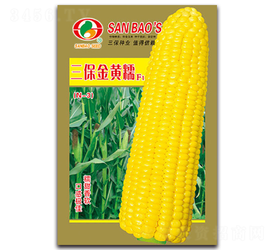 三保金黃糯F1-糯玉米種子-三保種業(yè)
