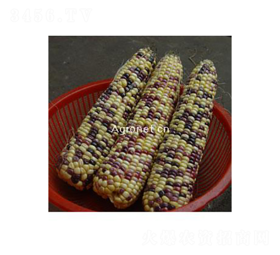 �d�G����Ŵ-Ŵ���׷N��-�d�G�N��