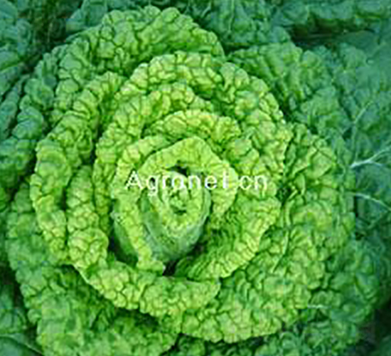 �S�Ğ�-�~�˷N��-�d�G�N��