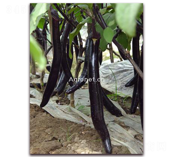 �d�G�L(zh��ng)��-���ӷN��-�d�G�N��