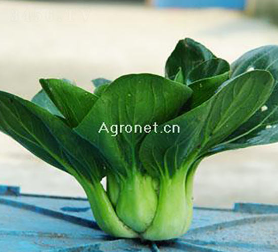 特選蘇州青-青菜種子-興綠種苗