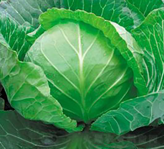 圓美-甘藍(lán)種子-興綠種苗