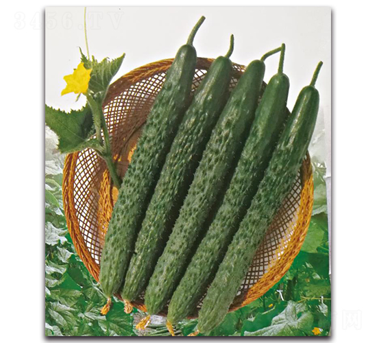壽育6號(hào)-黃瓜種子-三木種苗