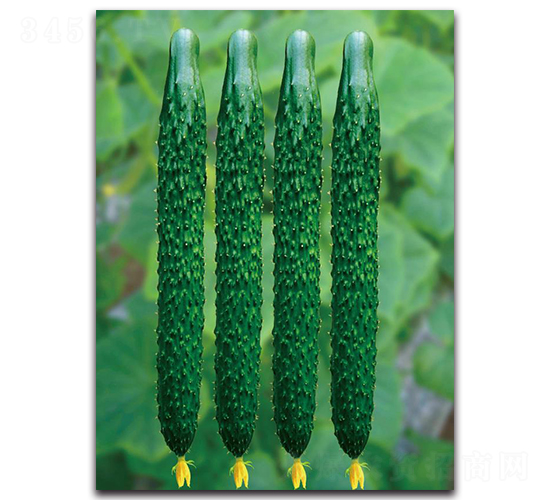 ����5̖(h��o)-�S�ϷN��-��ľ�N��