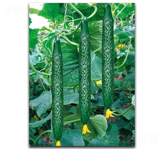 ����2̖-�S�ϷN��-��ľ�N��