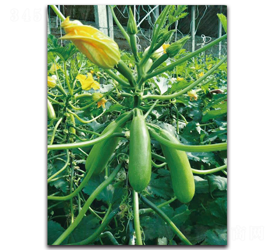 �ۿ�1602-�����J�N��-��ľ�N��