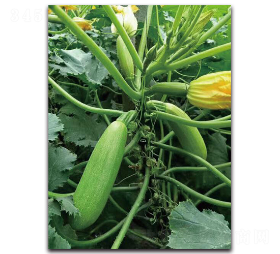 �ۿ�0703-�����J�N��-��ľ�N��