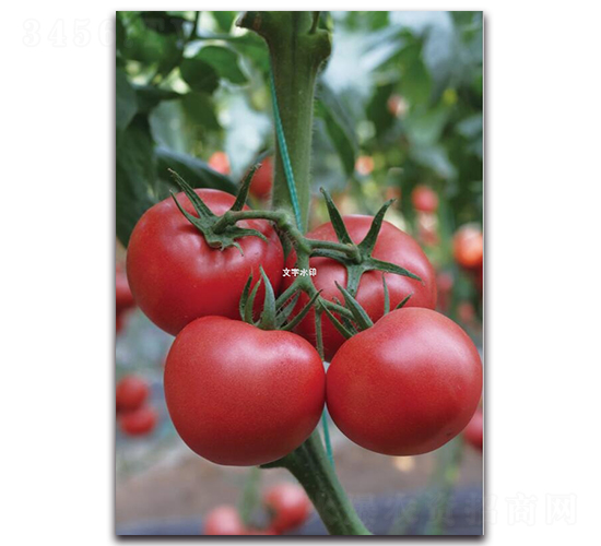 ����13̖(h��o)-���ѷN��-��ľ�N��