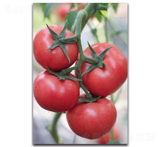 寶祿10號(hào)-番茄種子-三木種苗