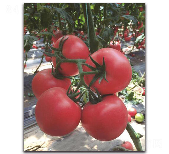 ����7̖(h��o)-���ѷN��-��ľ�N��