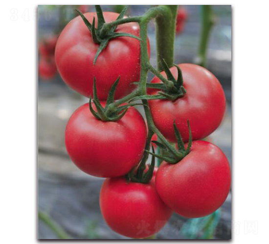 ����6̖-���ѷN��-��ľ�N��