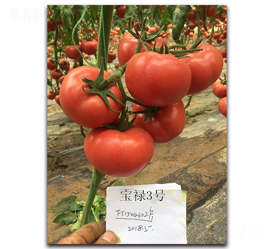 寶祿3號(hào)-番茄種子-三木種苗