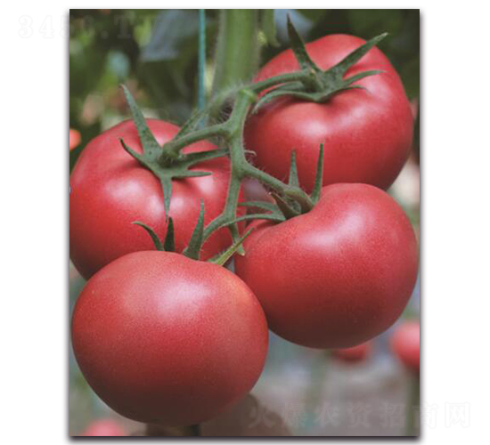 ����1̖-���ѷN��-��ľ�N��