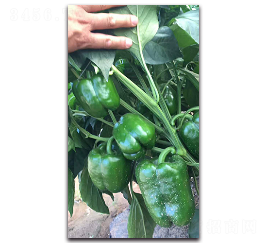 ِ�W-�����N��-ʢ���N�I(y��)