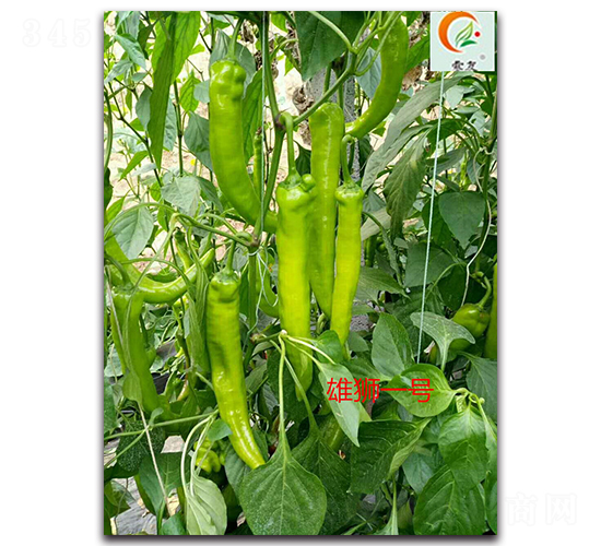 �۪{һ̖-�����N��-ʢ���N�I(y��)