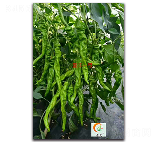 ӯ�Sһ̖(h��o)-�����N��-ʢ���N�I(y��)