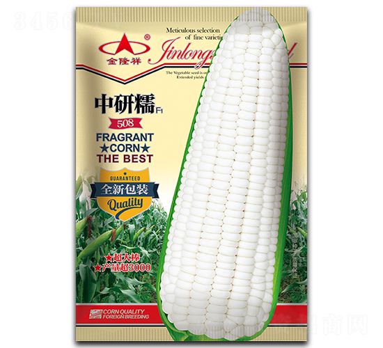 中研糯508-糯玉米種子-金隆祥