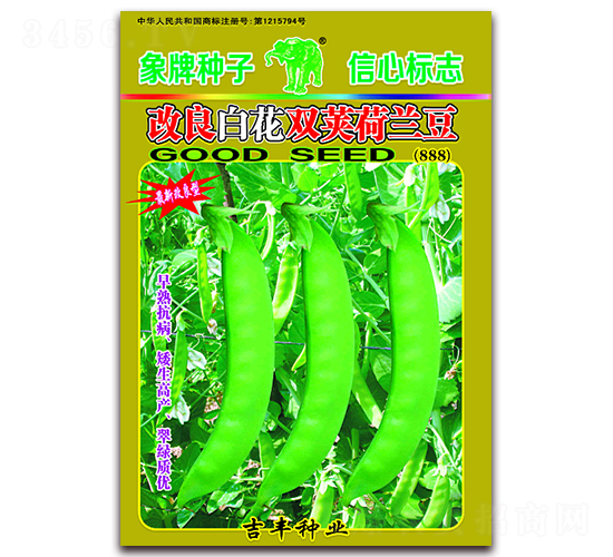 改良白花雙莢荷蘭豆（888）-荷蘭豆種子-吉豐種業(yè)