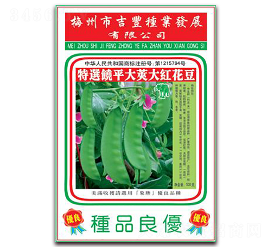 大紅花豆-花豆種子-吉豐種業(yè)