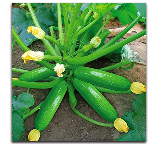 SA06-�����J�N��-�G�x�N�I(y��)