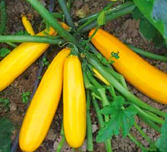 SA04-西葫蘆種子-騁輝種業(yè)