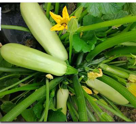 SA02-�����J�N��-�G�x�N�I(y��)