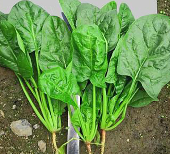 710-菠菜種子-騁輝種業(yè)