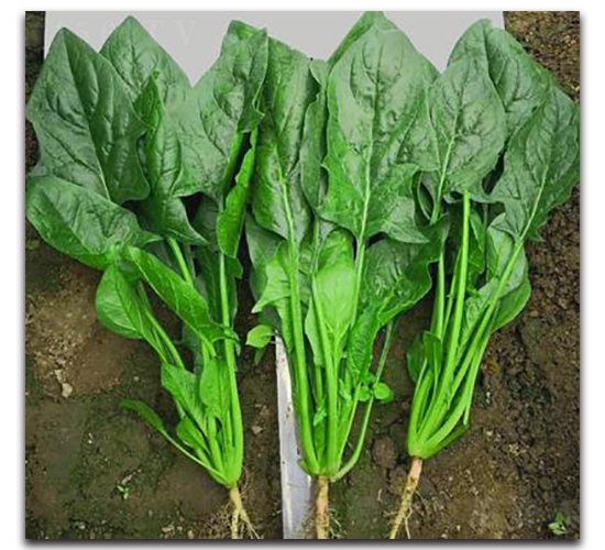 709-菠菜種子-騁輝種業(yè)