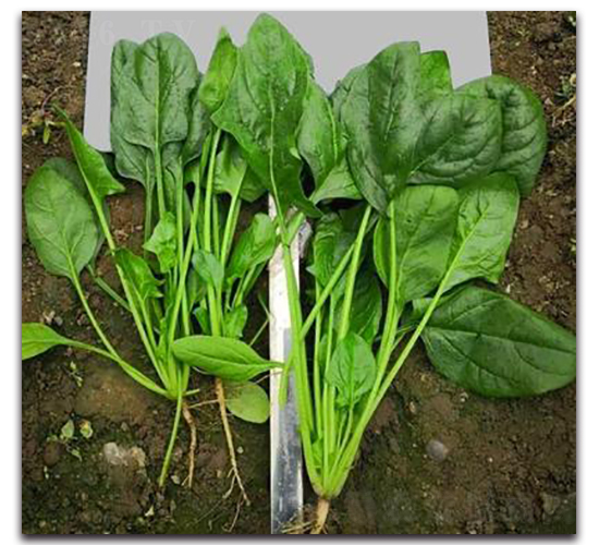 708-菠菜種子-騁輝種業(yè)