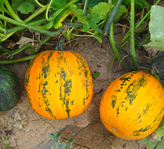 PA11-�ϹϷN��-�G�x�N�I(y��)