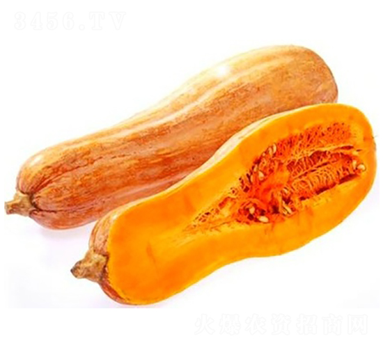 PA03-南瓜種子-騁輝種業(yè)