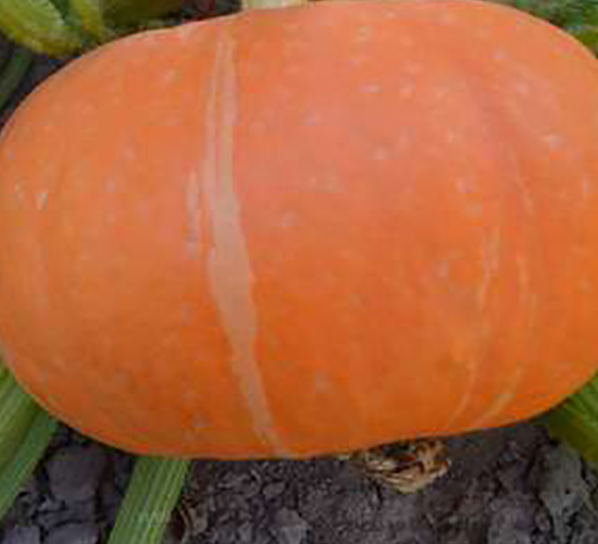 PA01-�ϹϷN��-�G�x�N�I(y��)